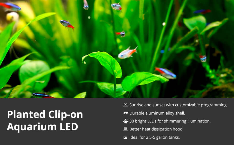 Luz LED nano NICREW con pinza sujeta al borde de un pequeño acuario plantado